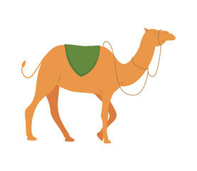 manger wild camel walking