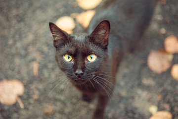 Fototapeta premium the muzzle of a black cat with a protruding tongue close-up