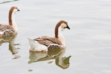 two gray goose swimming on the river one goose close-up