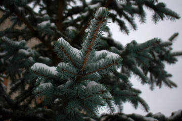 Snow lies on the branches of a blue spruce