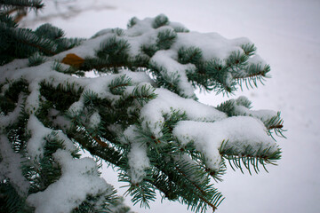 Snow lies on the branches of a blue spruce