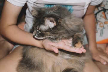 Girl holds cute gray fluffy cat close-up in her arms