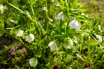 Obraz premium Helleborus in organic garden, known as Winter rose, Christmas rose and Lenten rose. Family name Ranunculaceae, Scientific name Hellebores