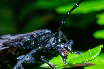 close up of a longhorn beetle