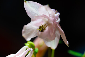 Aquilegia common names: grandmother's hood, catchment areas that are in meadows,  woodlands, ana of great heights throughout the northern hemisphere, known for the spurs of their flower petals