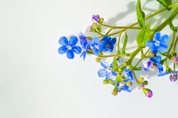 Obraz na płótnie Canvas forget-me-not flower. Myosotis The small blue forget-me-not flower was first used by the Grand Lodge of Zur Sonne in 1926 as a Masonic emblem at the annual convention in Bremen, Germany