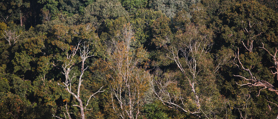 pictures of landscapes, trees, in the mountains