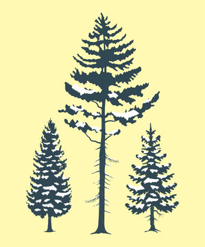 three winter pines trees