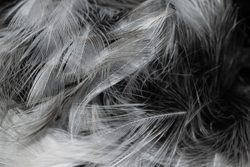 black and white feathers with visible details. background or textura
