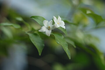 Etteirya, or the orange jasmine tree is a common tree in the island of Sri Lanka. Beautiful white small flowers