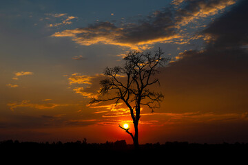 Lonely tree on the background of an incredible beautiful sunset.Silhouette Dry Tree with sunset.