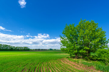 Fototapeta na wymiar Spring photography, cereal seedlings in a green joyful field, gr