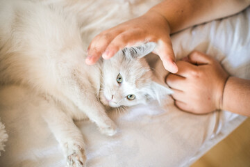 Child playing with baby cat. Kid holding white kitten. Little boy snuggling cute pet animal sitting on couch in sunny living room at home. Kids play with pets