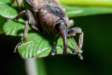 close up view of a weevil bug