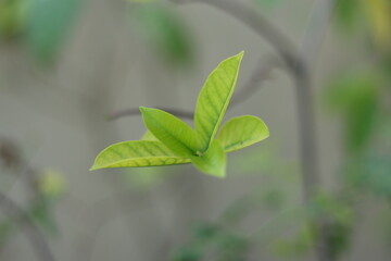Green leaves with beautiful white flowers. Home garden plants