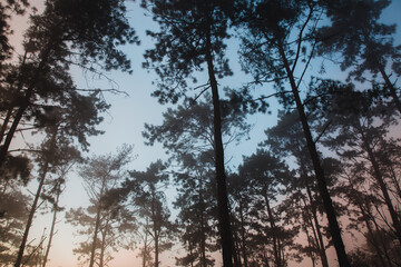 Naklejka premium pine landscape pictures with the sunlight, the nature is beautiful