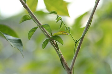 Green leaves with beautiful white flowers. Home garden plants