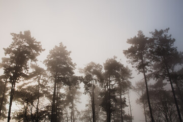 Scenery of pine trees with winter fog, nature