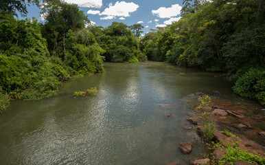 The river flowing across the jungle. Beautiful green foliage vegetation in the jungle.