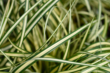 Striped Weeping Sedge Evergold