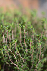Faustini thyme