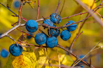 Prunus spinosa, called blackthorn or sloe, Suitable for canned food, but tart enough for food. To...