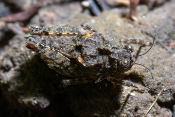 close up view of a grasshopper on top of a rock
