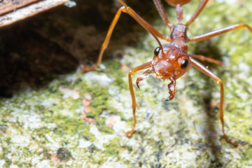 close up view of a weaver ant