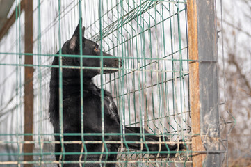 Homeless dog in a cage at a shelter. Homeless dog behind the bars looks with huge sad eyes