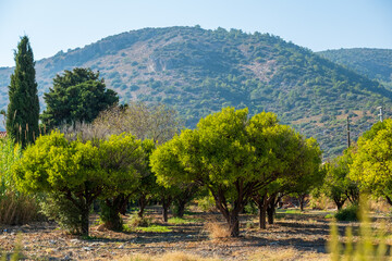 Landscape with greenery trees and mountains. 