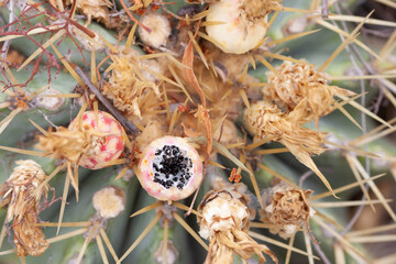close-up of a wild cactus fruit with seeds, the cactus fruit is ripe and opened, inside the fruit are black seeds