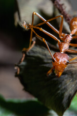 close up view of a weaver ant