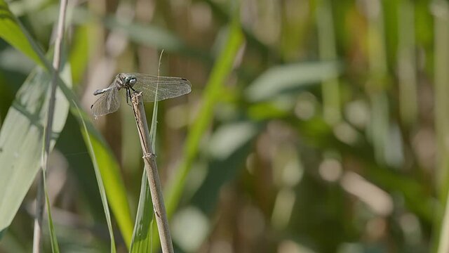 A Scarce chaser dragonfly (Libellula fulva) lands on the tip of a reed to rest for a moment and bask in the sunshine at the Lake Kerkini wetland in Northern Greece