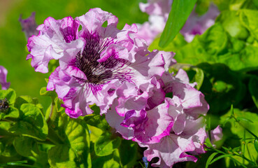 Petunias come in a virtually unlimited range of colors, shapes and sizes. Many pollinating insects...