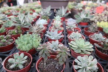 various colorful succulent plants blooming in the pot to sell inthe flowers market design for leisure hoby and gardening deco