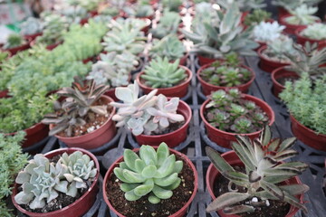 various colorful succulent plants blooming in the pot to sell inthe flowers market design for leisure hoby and gardening deco