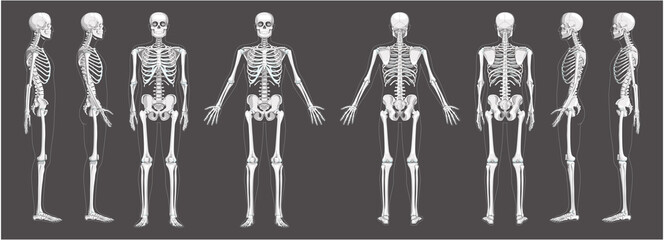 Skeleton Human front back side view with two arm poses ventral, lateral, and dorsal views. Set of greyscale flat realistic concept Vector illustration of anatomy isolated on white background