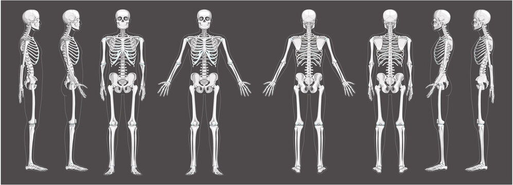 Skeleton Human front back side view with two arm poses ventral, lateral, and dorsal views. Set of greyscale flat realistic concept Vector illustration of anatomy isolated on white background
