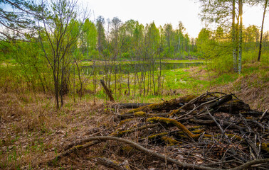 The Sun is rising. Sunsets. Over the forest.  Central strip of Europe. Spring time of the year. sunrise,  rise, uprise