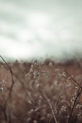 Abstract natural brown dry flower plants on a blurred background.
