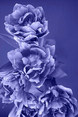 A bouquet of fresh beautiful tulips in the trending color of 2022. Top view, vertical image.