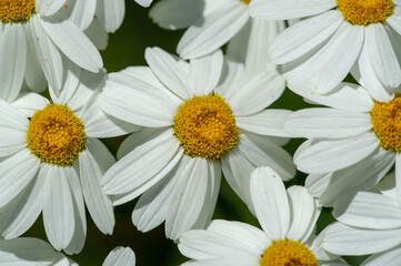 Chamomile Herbaceous plant with inflorescences the petals are white and the middle is yellow. Medicinal infusion or powder from the flowers of this plant. camomile daisy wheel daisy chain chamomel