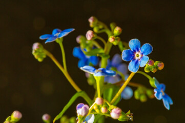 Fototapeta na wymiar forget-me-not flower. Myosotis The small blue forget-me-not flower was first used by the Grand Lodge of Zur Sonne in 1926 as a Masonic emblem at the annual convention in Bremen, Germany