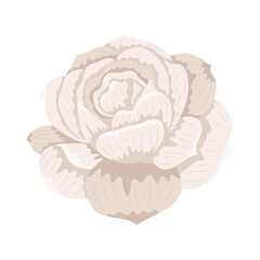 beige beautiful rose