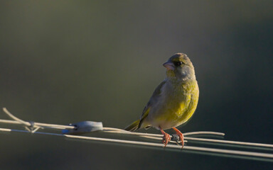 European Greenfinch (Chloris chloris), Greece