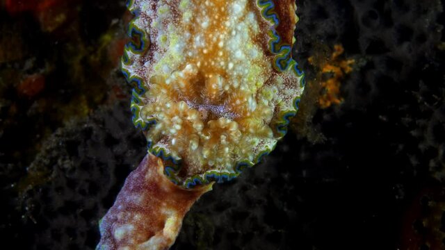 Nudibranch (sea slug) -  Glossodoris sp. cf. cincta, feeding on a sponge. Underwater macro world of Tulamben, Bali, Indonesia.