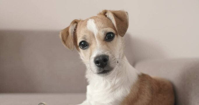 4K Cute puppy dog. Portrait. Lying. Tilting head