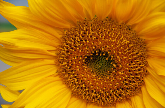 sunflower (Helianthus annuus) Wild sunflower is native to North America, but commercialization of the plant took place in Russia. But it was the American Indians who first domesticated this plant.