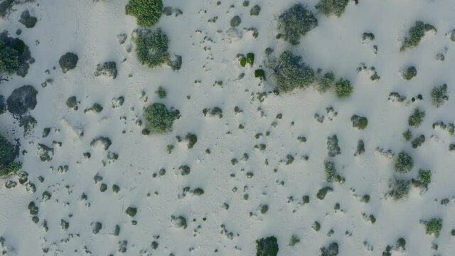 Elafonisos sandy coast and vegetation aerial view. Wild plants and white sand dunes, endemic flora from above