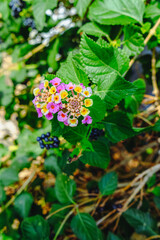 Colorful flower and leaves in greenery. Macro, detailing photography
